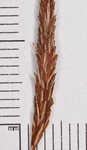 Upright sedge